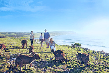 Kangaroo Island: best place to see wildlife | Travel Nation